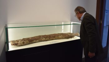 defensa mastodonte baza 350x200 - El Museo Arqueológico de Baza exhibe la defensa de mastodonte de más de un metro encontrada en el yacimiento Baza 1. - Geoparque de Granada